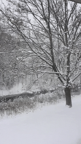 toots winter arrived 11/21/15 GIF