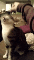 Relaxed Cat GIF