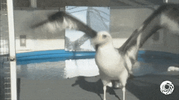 Excited Laysan Albatross GIF by Monterey Bay Aquarium