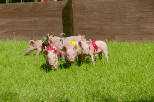 pigs bows GIF by The Bachelor Australia