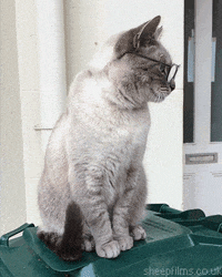 Cat With Glasses GIFs Find Share on GIPHY