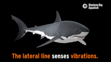 great white shark ocean GIF by Monterey Bay Aquarium