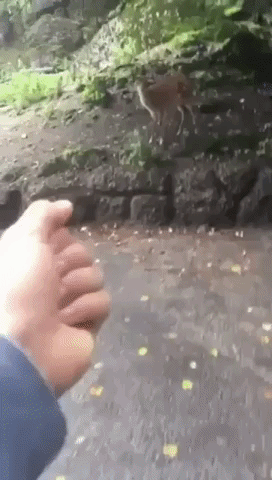 tibor fuck you middle finger deer fuckyou GIF