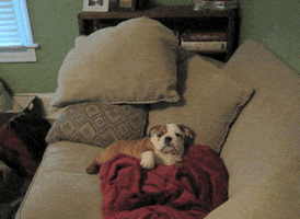 Waving Americas Funniest Home Videos GIF by AFV Pets