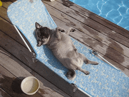 americas funniest home videos GIF by AFV Pets