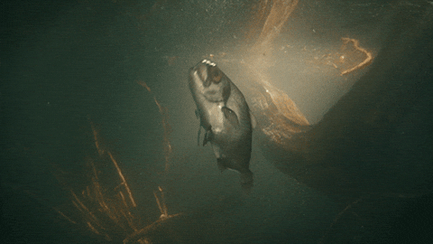 Dancing Fish Gifs Get The Best Gif On Giphy