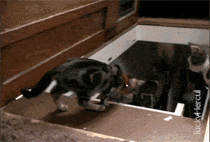 luckyhercul  GIF