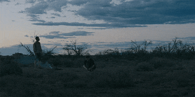 rover GIF by A24