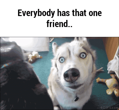 Siberian Husky Cute Dogs GIF by Gone to the Snow Dogs