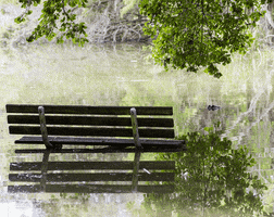 bench flood GIF by University of Florida