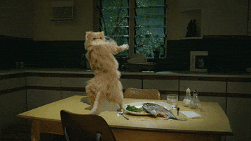 Cat Dance Music Wigle Wigle Cats GIFs - Get the best GIF on GIPHY