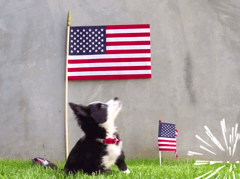 fourth of july GIF by GIPHY Studios Originals