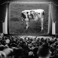 art cinema GIF by Kiszkiloszki