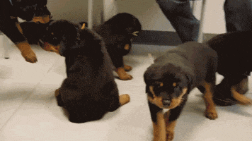 Puppy Puppies GIF by Animal Planet