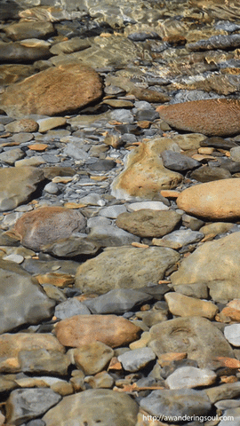 homey water movement in a spring lake GIF