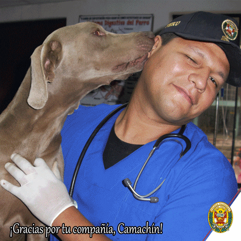 policiaperu meme dog peru perro GIF