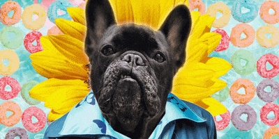 swimming pools sunflower GIF by Percolate Galactic