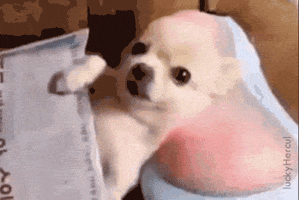 luckyhercul  GIF