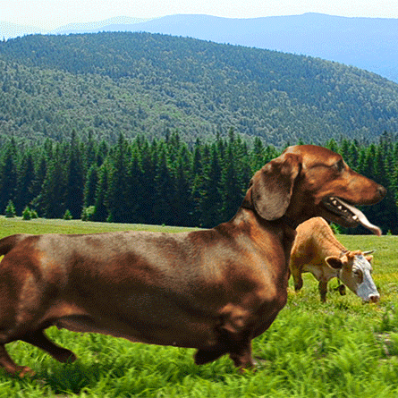 Video gif. Giant Dachshund walks through a pasture and past a cow grazing on grass. The wiener dog looks much larger than the cow.