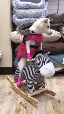 [Obrazek: giphy.gif?cid=3640f6095c0113fc653351506397d9e6]