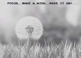 Magic Wish GIF
