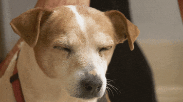 Tired Dr Pol GIF by Nat Geo Wild