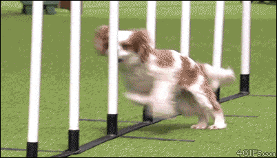 Silly puppy for Wednesday May 15, 2019