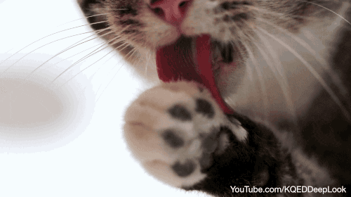 Cat Tongue GIF by PBS Digital Studios - Find & Share on GIPHY