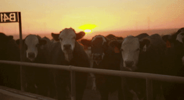 4C_Summit cattletales GIF