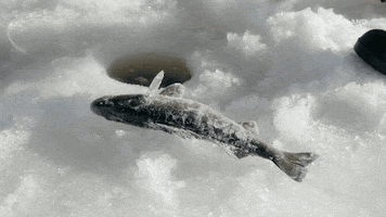 frozen fish GIF by Dead Set on Life