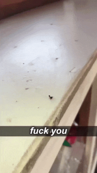 ChadeIdeias  GIF