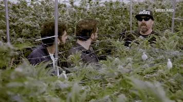 weed GIF by Bong Appétit