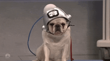 Dog Snl GIF by Saturday Night Live