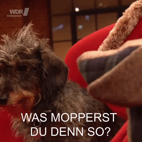 Angry Dog GIF by Koelner_Treff