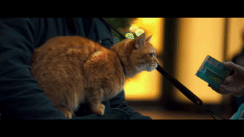 concorde  GIF