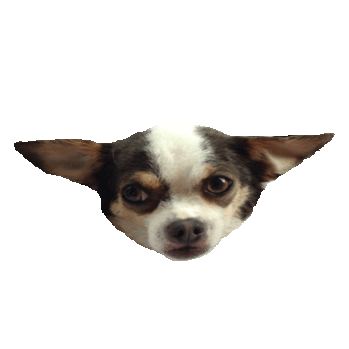 Chihuahua Sticker by imoji for iOS & Android | GIPHY