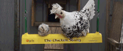 bycc  GIF