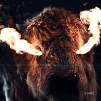I virkeligheden lørdag Fearless Buffalo GIFs - Get the best GIF on GIPHY