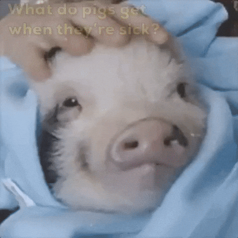 Pig GIF