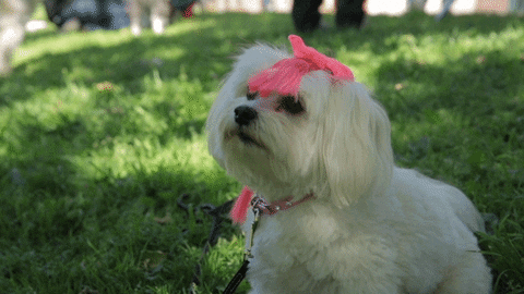 Tiny-dog GIFs - Get the best GIF on GIPHY