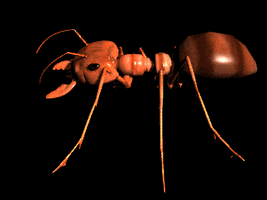 insect ant GIF by Arithmancy