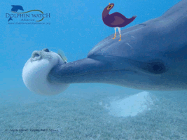 zgfydghzaxromdfaz21hawwuy29t  GIF