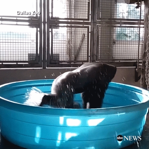 philammann dance zoo gorilla GIF