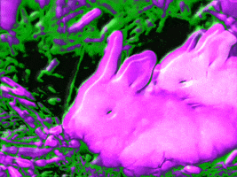 bunny rabbit GIF by MFD