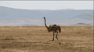 immersephotography  GIF