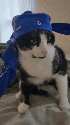 Cats Thug GIF