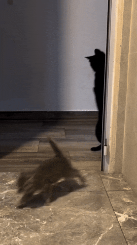 Cat Run GIF