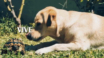 Video Puppy GIF by TheFactory.video
