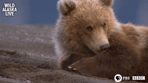 动态图gif Cute Animals c Bear c One Wildlife Alaska Itchy Itch Live Tv Brown Bear Alaska Live