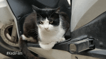 Youtube Red Cat GIF by YouTube Originals